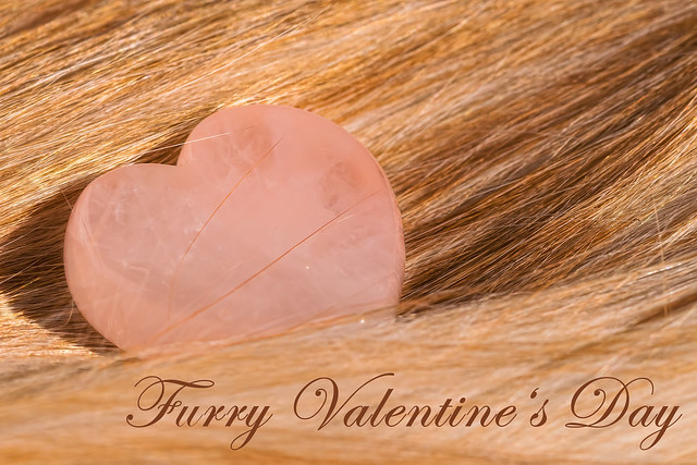 Furry Valentine's Day !