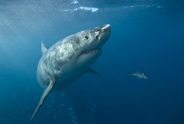 Great white up close