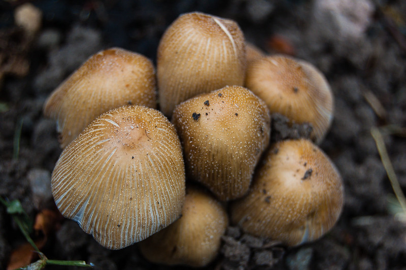 Glistening inkcap