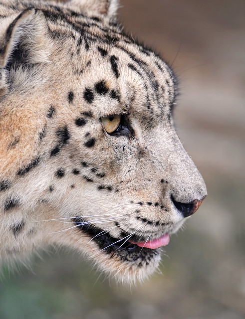 Snow leopard of the Rheintal zoo