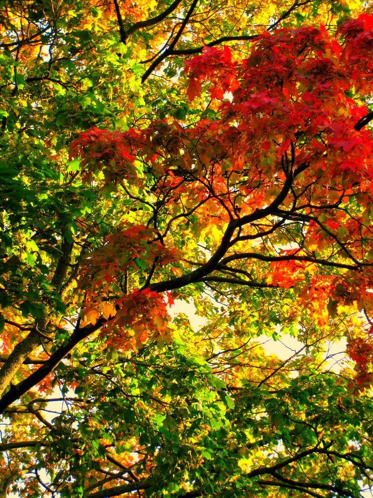 Ruska = Autumn colours | Nea | Flickr