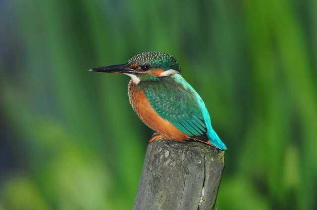 Kingfisher (Alcedo atthis) Female, Perched on a Wooden Fence Post