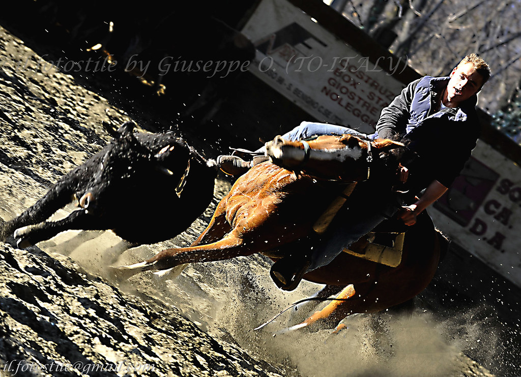 Cavalli Quarter Horse - MONTA WESTERN -- Gara di RANCH SORTING by [ il_fotostile ] by Giuseppe ONORATI photography
