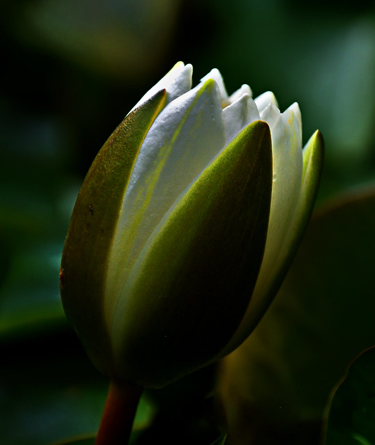 Knop Witte waterlelie - Bud of European White Waterlily or White Lotus - Nymphaea alba