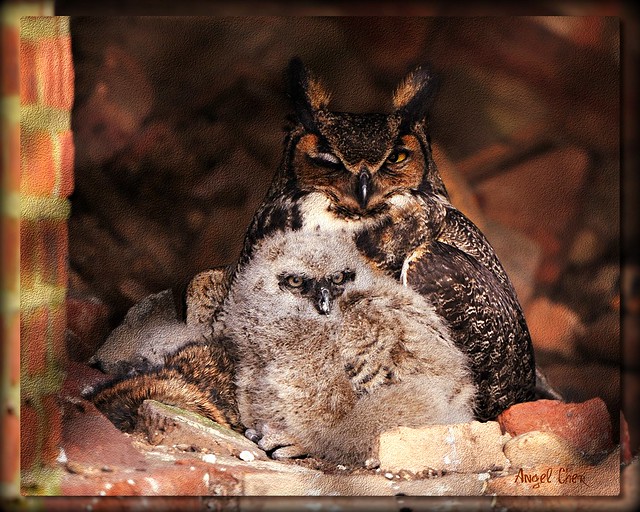OWL and Owlet