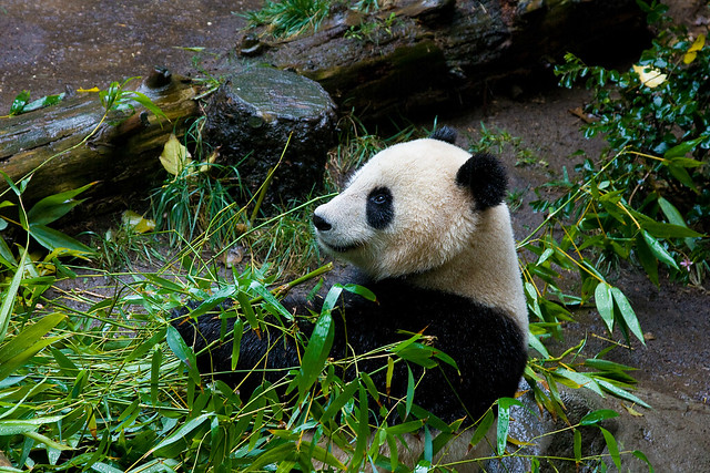 hungry panda