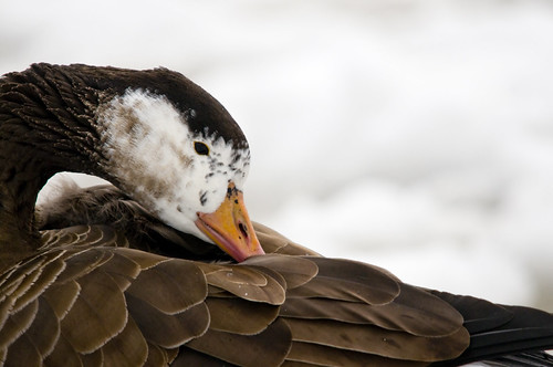 George the hybrid goose by Ralf Nowak