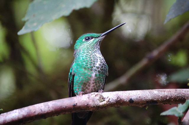 Beautiful hummingbirds everywhere