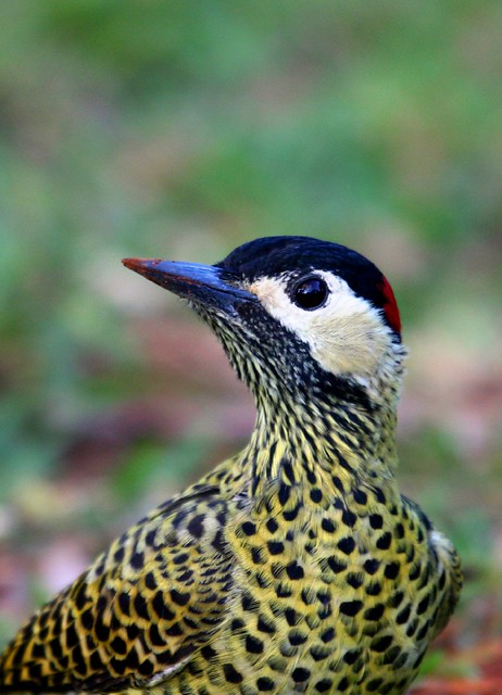 Pica-pau-verde-barrado, Green-barred Woodpecker (Colaptes melanochloros)