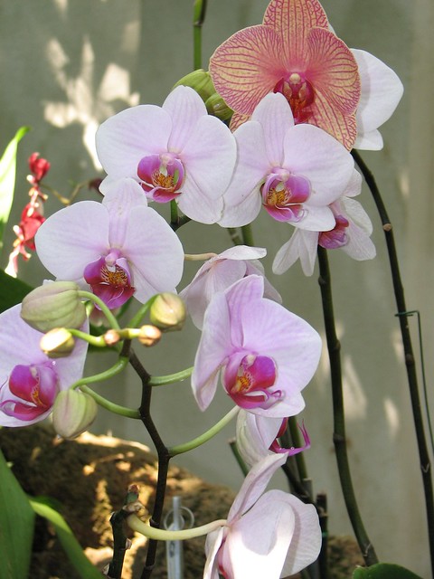 Botanic Garden Orchids