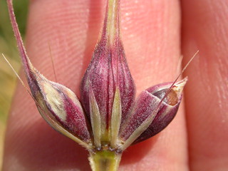 Hordeum vulgare (6 row barley)