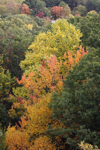 autumn canon colours maryland foliage canondslr sidelinghill westernmaryland