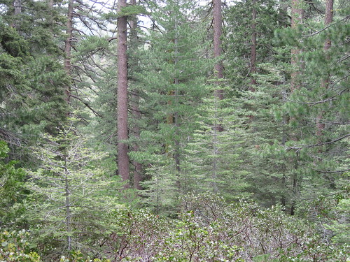 Tue, 06/16/2009 - 13:46 - Within the YFDP, conditions range from shrub dominated to thick conifer cover within short distances (foreground – Arctostaphylos patula; background Pinus lambertiana, P. ponderosa, and Abies concolor).  June 2009.
Credit: Jim Lutz