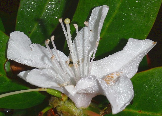 Dew on Rhododendron