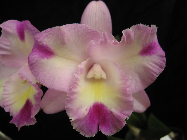 Lc. Angel Heart x Lctna. Peggy San 'First to Bloom'