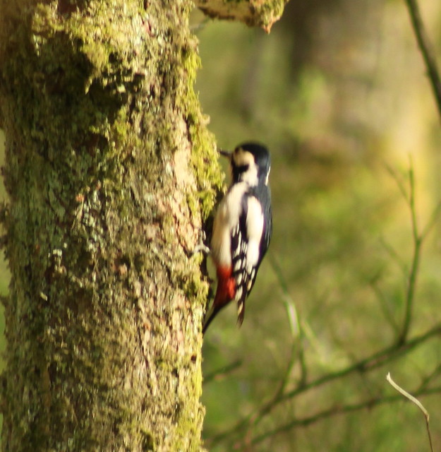 female great spotted woodpecker