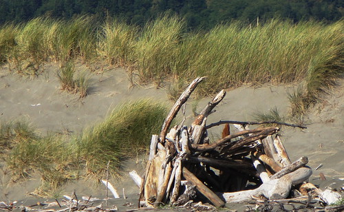 Driftwood by Msjunior- slowly catching up