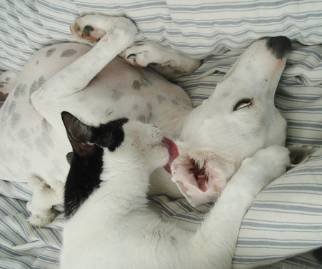 Cleaning Whippet ears | by StudioGus