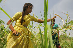 May/2007 - Manjula Durgaiah and Suarupa help harvest sorghum crop in Andhra Pradesh, India (photo credit: ILRI/Stevie Mann).