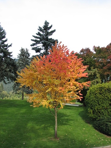 Tree in fall colors | Dennis Knothe | Flickr