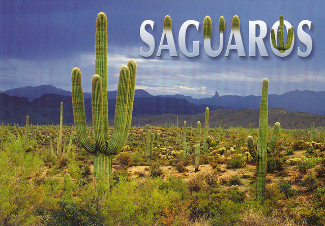 Arizona Saguaros Cactus Postcard