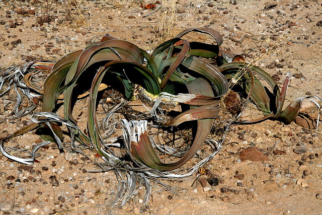Welwitschia - Africa / Namibia