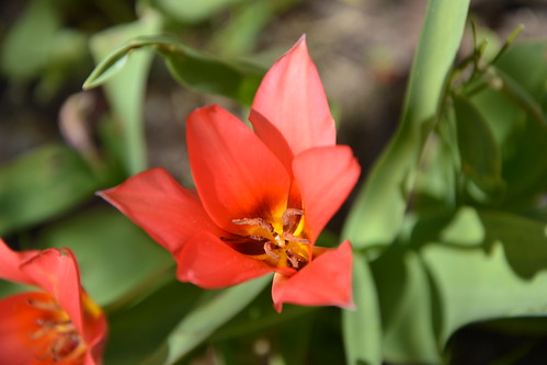 Tulipa - espèces et petits hybrides (sections 12 à 15) 32929666626_0d5c54d4c0
