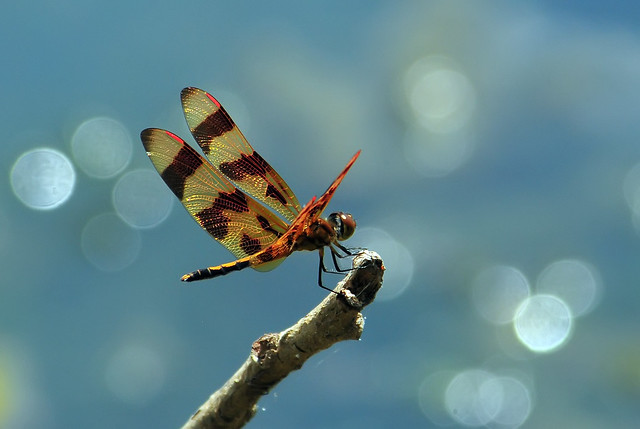 Enjoying Lake Elkhorn...Celithemis eponina - Halloween Pennant Dragonfly