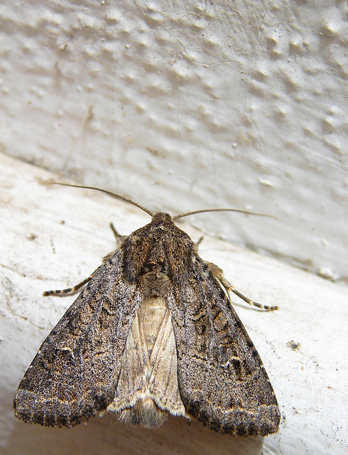 Pearly Underwing Moth