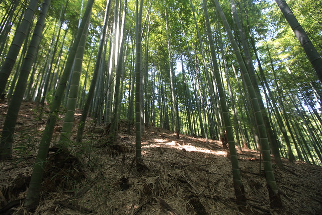 Bamboo Forest, Anji, China