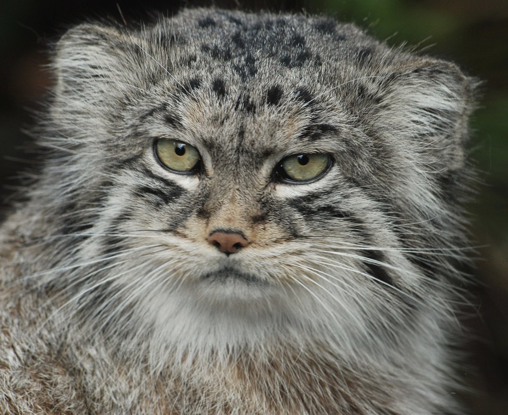 Pallas Cat.-Otocolobus Manul. | Copyright by Zooman2009. All… | Flickr