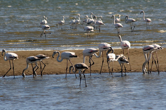 Africa - Namibia / Flamingos
