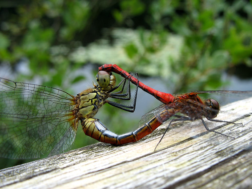 Dragonfly Vagrant Darter (Mating) - Sympetrum sanguineum by Batikart