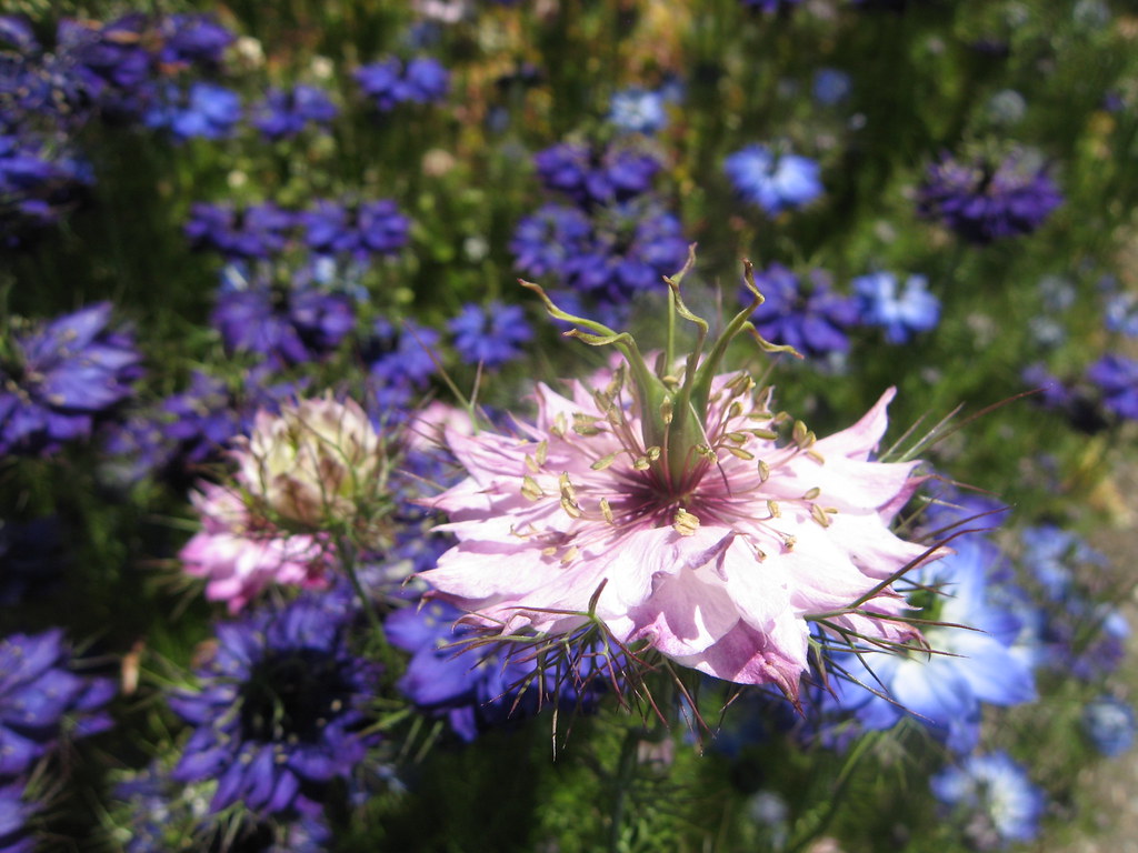 A pink Nigella starring in front of a large group of purple ones