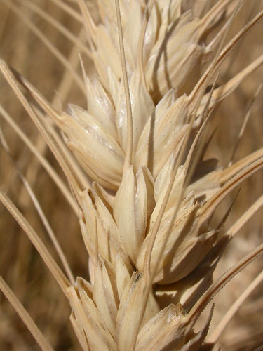 grass montana bozeman wheat annual poaceae inflorescence cultivated introduced bunchgrass spikelet triticumaestivum triticum awns coolseason disturbedsite drysite