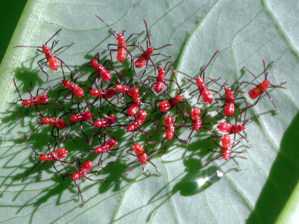 Quicksilver Insect Again infamous--red bugs on an elephant ear plant | Sherry Aldrich ...