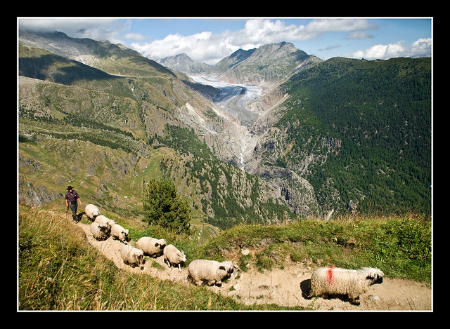 Sheep crossing the Aletsch Glacier