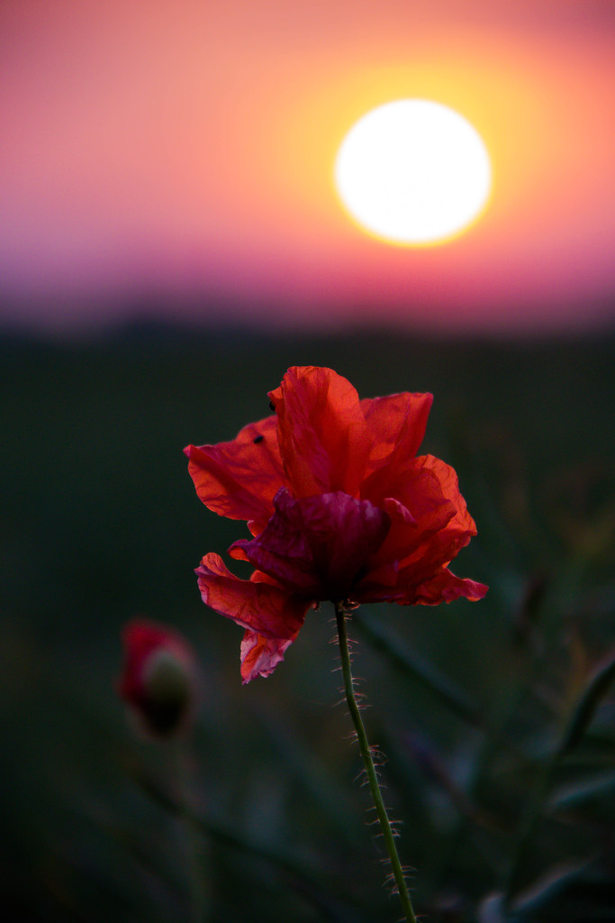 Poppy's