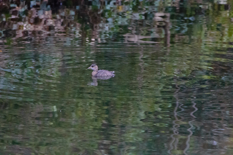Little grebe, canal by Crowther Road wood