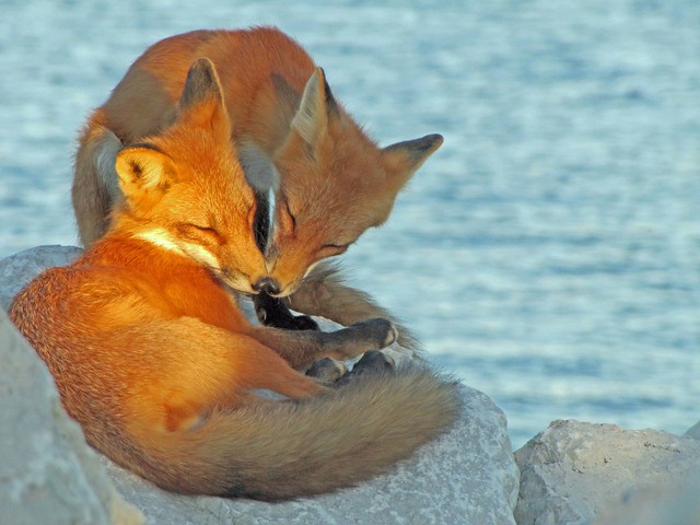Fox Kiss
