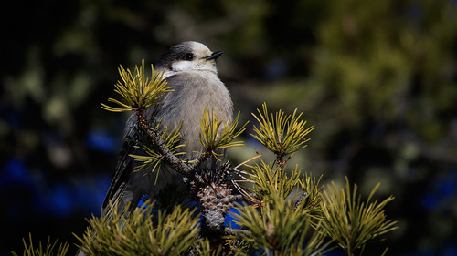 Gray Jay | by Jacques P Raymond