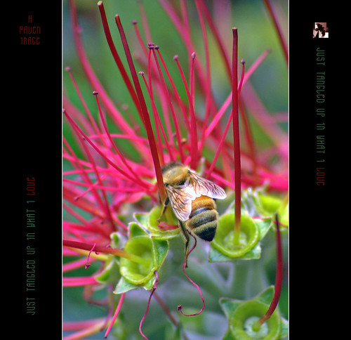 red newzealand portrait flower macro green geotagged bokeh bee bumblebee honeybee pohutakawa july1 blueribbonwinner platinumphoto geo:lat=40735486 fbdg tomraven aravenimage q309 geo:lon=175123035 pohutakawablooms