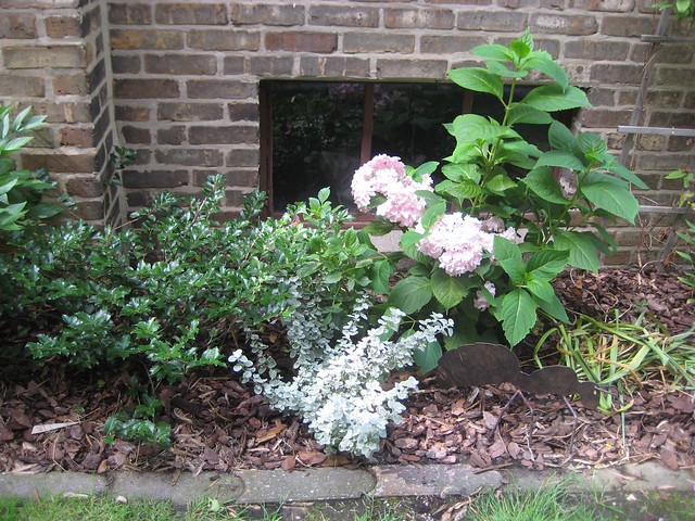 holly, licorice plant, endless summer hydrangea-south garden at house 071209