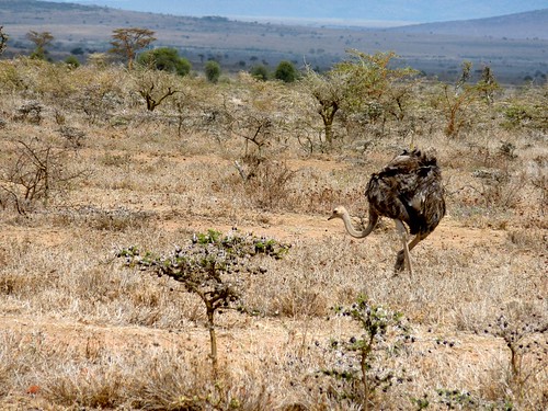 Ostrich, Maasai Mara, Kenya