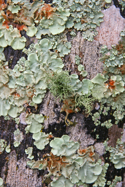 Lichens at Iguassu