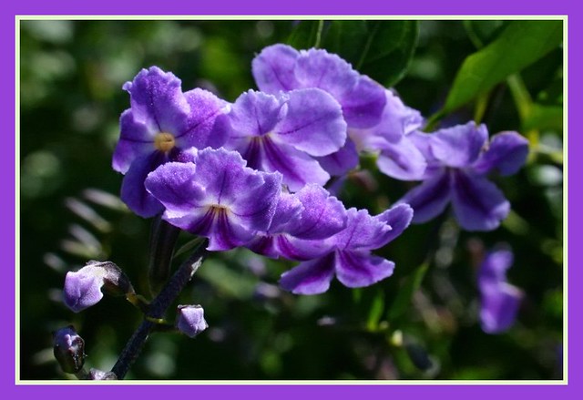 Beautiful Lavender Colors - C95-10-24-09_27470