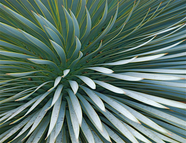 Yucca rostrata Foliage