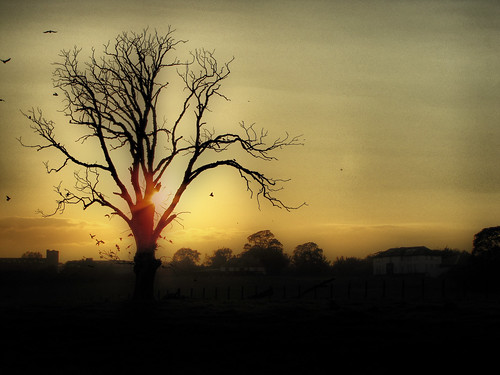 sunset tree silhouette canon hdr sx20is