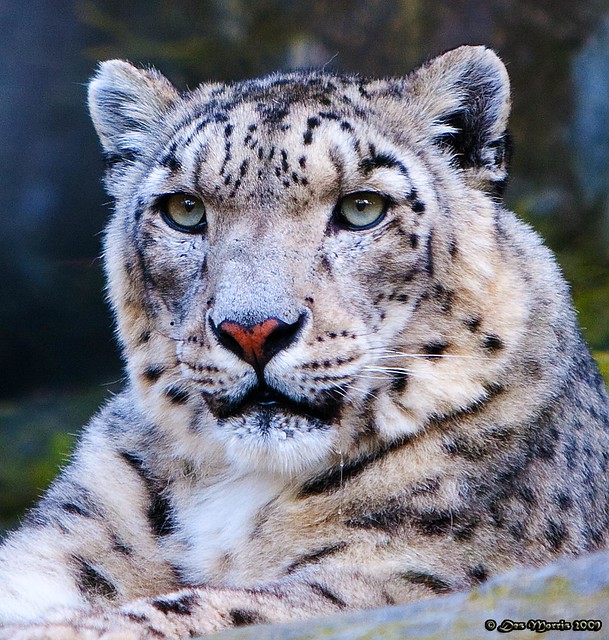 Snow Leopard Full Face