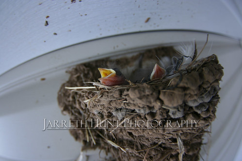 Baby Bird Nest by Jarreth Hunt Photography